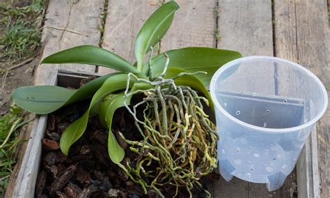 Caring for the Monnierara Millennium Magic Orchid: Essential Tips for Success